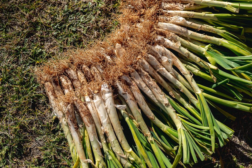 Tus calçots 7 calçots a domicilio en barcelona, calçots a domicili, calçots hechos a domicilio, calçots en barcelona, calçotada a domicilio