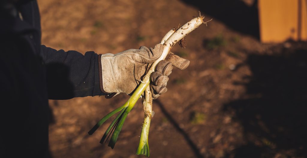 Tus calçots 6 calçots a domicilio en barcelona, calçots a domicili, calçots hechos a domicilio, calçots en barcelona, calçotada a domicilio