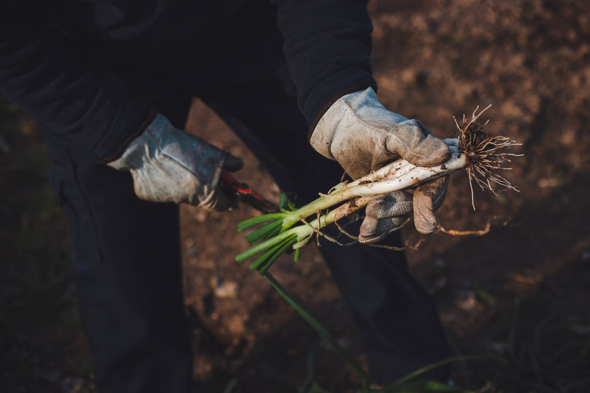 pexels ricardo ortiz 6584106 scaled Tus calçots