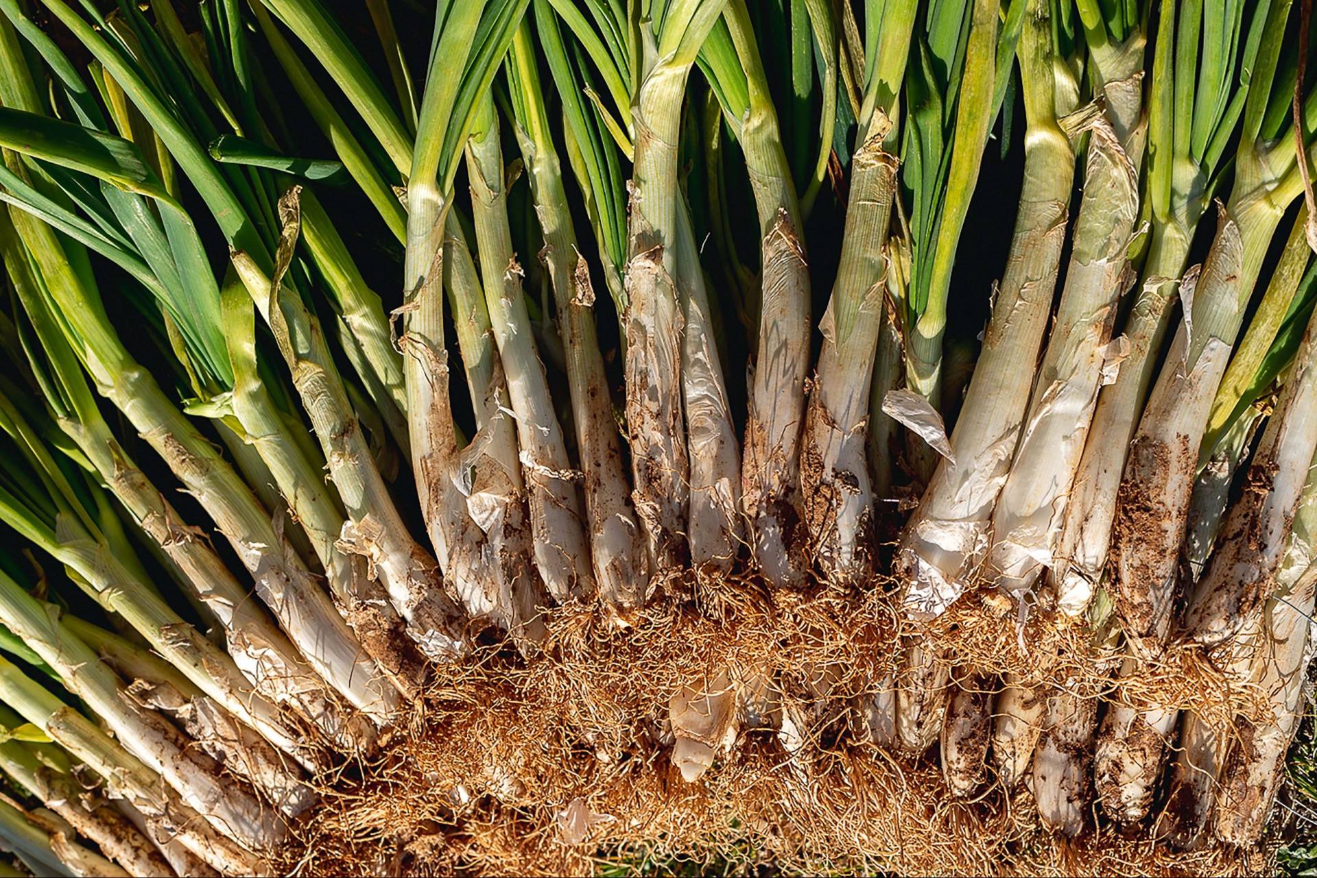 pexels berta raspall 11022367 scaled e1682365643365 Tus calçots